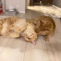 室内にいる猫たち