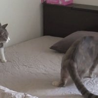 ベッドから1匹の猫が立ち去る
