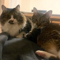 並んで座る2匹の猫