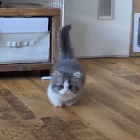グレー白猫が歩いてくる様子