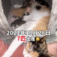 箱の中にいる猫の親子