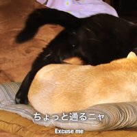 座布団で寝ている柴犬を踏む黒猫
