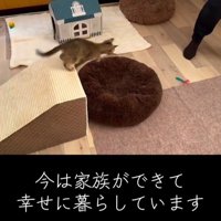 ジャンプする子猫