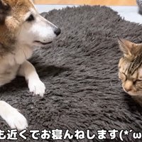 クッションの上の2匹