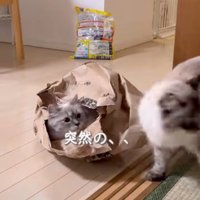呆然とする猫