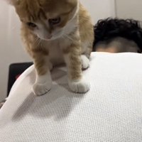 飼い主さんの背中に乗る猫の写真2-2