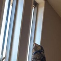 二足立ちの猫
