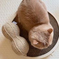 丸い頭と体がピーナッツのぬいぐるみそっくりな猫