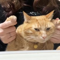 両手を頭の高さに上げている半目の茶トラ猫