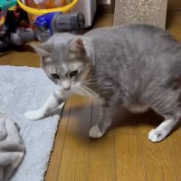 立っているサバトラ