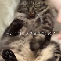 座る猫