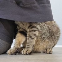 飼い主さんの背中に顔を隠すキジトラ猫2
