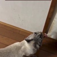 階段を上りたがる猫