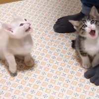 口を開けるふたり