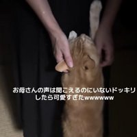 飼い主に飛びつく猫