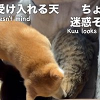 毛づくろいをしあう2匹の猫の間にはいる柴犬