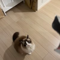 お座りしている猫