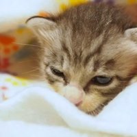 なんとも言えない表情
