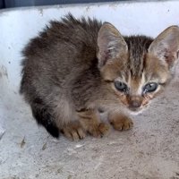 保護された子猫のアップ2