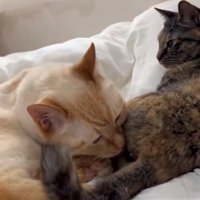 再び嗅ぎ始めるテンくん