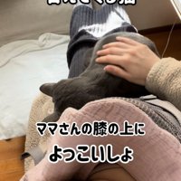 赤ちゃんを寝かすママの足の上に乗る保護猫