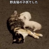 母猫と子猫たち