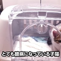 キャリーの中にいる子猫