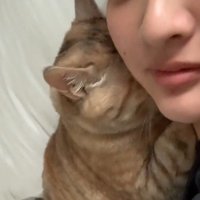 くっついている飼い主と猫