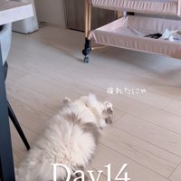 仰向けになる猫