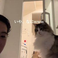 正面を見る飼い主とノルウェージャンフォレストキャット