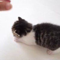 人の手と遊んでいる子猫