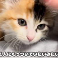 子猫のアップ（とにかく人にくっついていたいみたいです