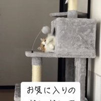 ボンボン付きのおもちゃで遊ぶマンチカン