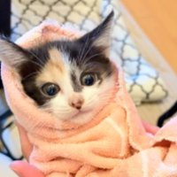 抱かれている子猫