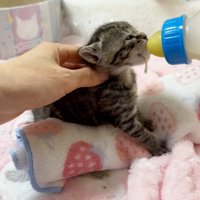 滴るミルク