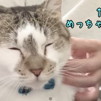 テロップ「↑めっちゃ嬉しい」