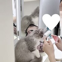 飼い主さんから人差し指を当てられる猫の写真2