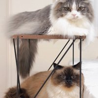 棚に乗る2匹の猫