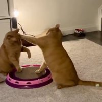 小競り合いをする猫2