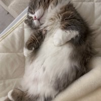 仰向けで眠る猫