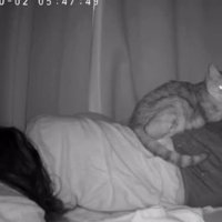 女性の上にいる猫