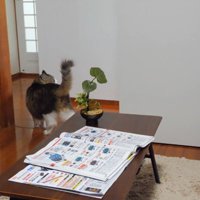 廊下を見る姿