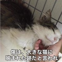 人に撫でられている猫