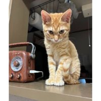 室内にいる猫