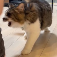 動き出す猫