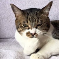 飼い主をじっと見つめる猫