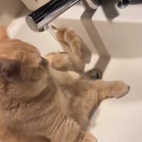 洗面ボウルの中でお座りしている猫