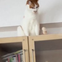 下を見つめる茶白猫