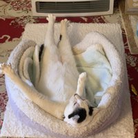 くつろぐ猫