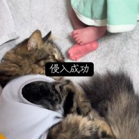 赤ちゃんの足元にいる猫